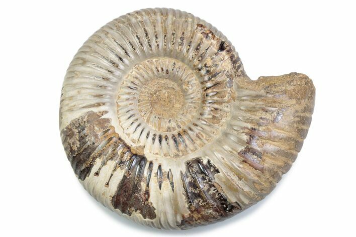 Polished Jurassic Ammonite (Perisphinctes) - Madagascar #378958